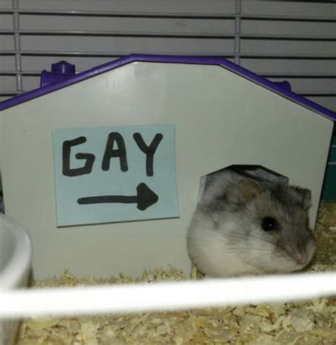 gay hamster x